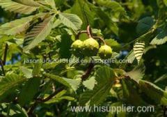 Horse Chestnut Seed Extract(HCSE)