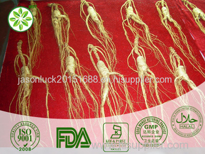 Panax Ginseng Extract Panax Ginseng Extract