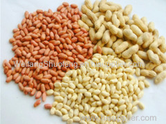 100% Pure non-GMO Dry and Raw Peanut kernels without skin, blanched peanut kernels from China