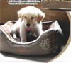 Dog Wild World Luxurious thick oxford fabric pet beds