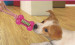 New Fashion Puppy Dog Pet TPR bone toys with rope