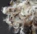 white goose feather down filling material