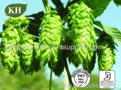 Hops Extract;4:1 5:1 10:1, Rutin 0.2% By UV