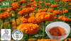 Marigold Extract Lutein 5%-95%(HPLC)