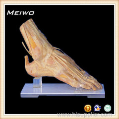 Foot muscles anatomical specimens