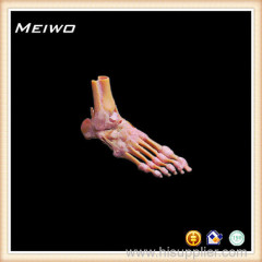 human foot joint plastinated specimens