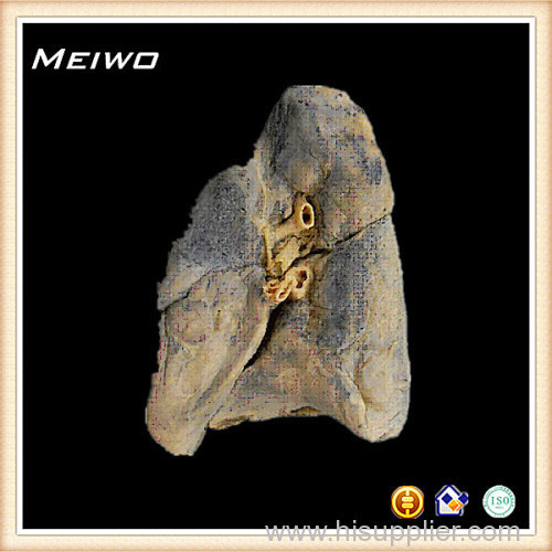 Root of the lung plastination for sale