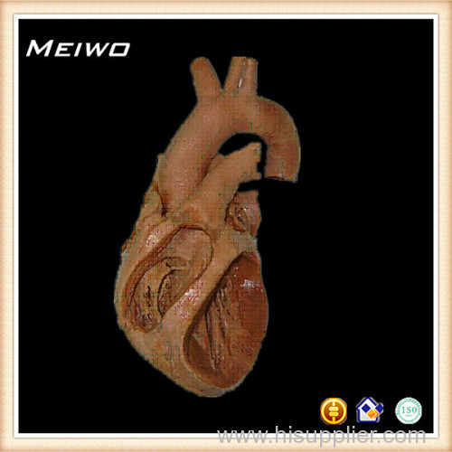 heart cavity structure memdical specimen museu