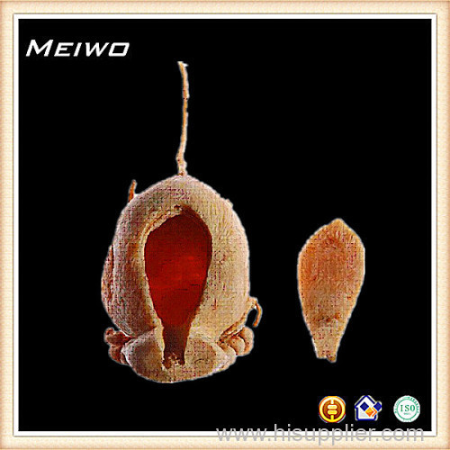 Anterior bladder plastinated specimens plastinated specimens india