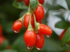 Manufacture Wolfberry Extract goji berry extrac