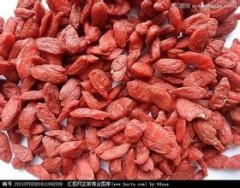 Manufacture Wolfberry Extract goji berry extrac