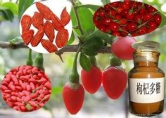 Manufacture Wolfberry Extract goji berry extrac