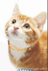 Colorful Reflective Cat Collar W/Elastic Band