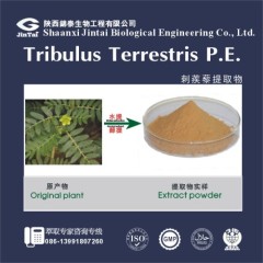 Best Price Tribulus Terrestris Extract