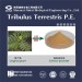 Best Price 40%/90% Saponins Tribulus Terrestris Extract