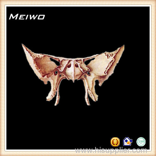 Ethmoid bone human skeleton for sale