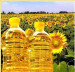 Refined Sunflower Oil with good quality