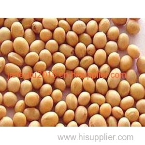 New Crop Non-GMO Soybeans