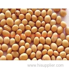 New Crop Soya Beans of Competitive Price