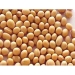 New Crop Non-GMO Soybeans