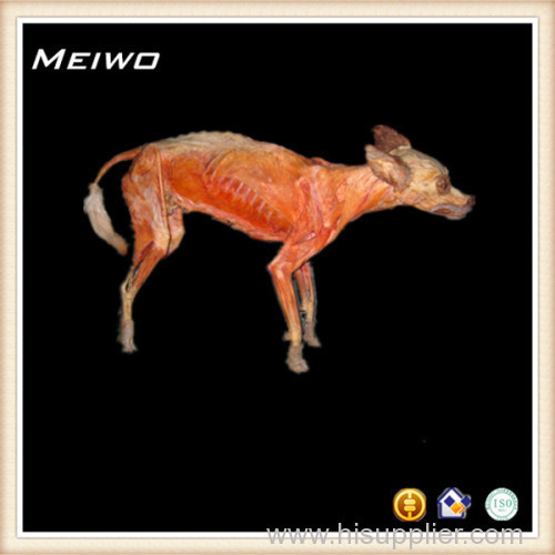 Dog animal plastinated specimen supplier