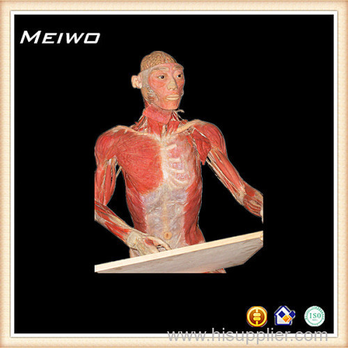 Painting posture plastinated specimens plastinated specimen supplier