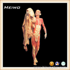 Leadership showing posture human body plastination