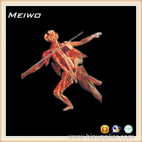 Javelin throwing posture anatomy specimen