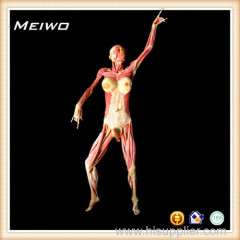 Female plastinated cadaver posture anatomy specimens