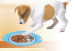 New Style Pet Dog portable bowl Silicone Collapsible Feeding Water Feeder Travel Bowl Dish