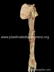 Deep muscles of upper limb plastination von hagens