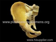 Sagittal section of male pelvis medical specimens supplier