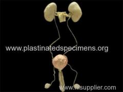 Male urogenital system medical specimens for sale