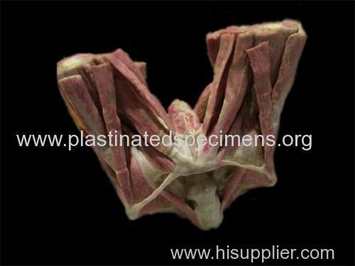 male perineal muscle medical specimens