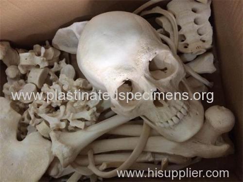 Bones of the whole body disarticulated plastinated anatomical specimens