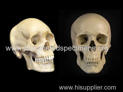 Super human skull anatomy specimens