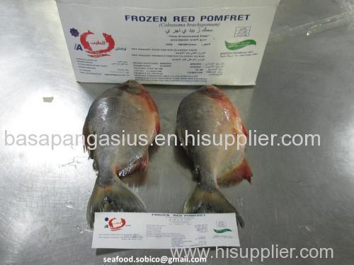 PROMOTION PRICE WHITE MEAT PANGASIUS FILLET WELL TRIMMED UNTRIMMED SEMI TRIMMED PANGASIUS STEAK TILAPIA HORSE MACKEREL R