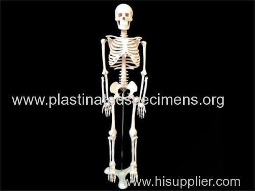 Human skeleton human skeleton buy