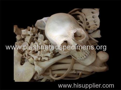 bones of whole body real human skulls