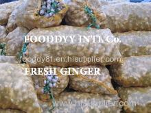 Best Quality Fresh Ginger