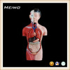 28cm female torso model medical anatomy models