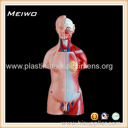 65cm unisex torso model visible man anatomy model