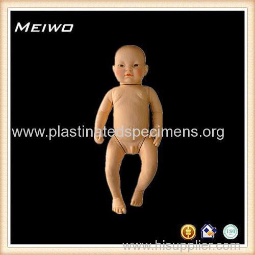 65cm unisex torso model visible man anatomy model