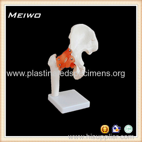 65cm unisex torso model visible man anatomy model