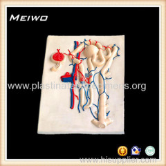 Model of nephron plastic anatomy models