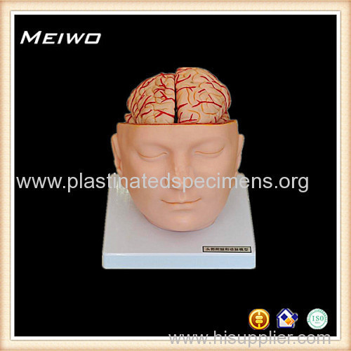 Brain with arteries human anatomy model online