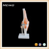 MODEL OF knee joint with ligament free 3d anatomy models
