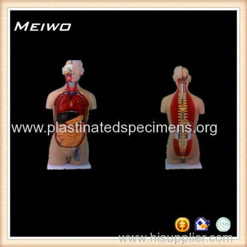 45cm unisex torso model 3b anatomy models