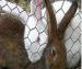 Galvanized Farm Hexagonal Wire Netting rabbit wire mesh with Zinc Coated