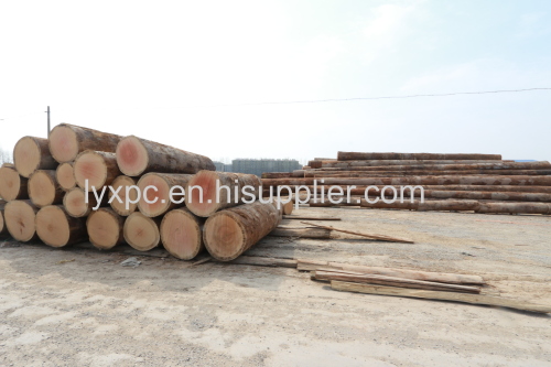 B Grade Eucalyptus core veneer